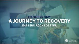 NSW Lobster Fishery - A Journey to Recovery