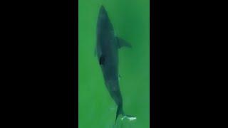 Great White Shark Q&A LIVE from Cape Cod