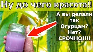 СУПЕР ДЛЯ ОГУРЦОВ! Вы удивитесь как легко и просто увеличить урожай огурцов. Подкормка для огурцов