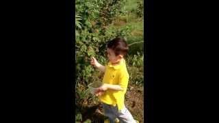 Lucas picking tayberries 1