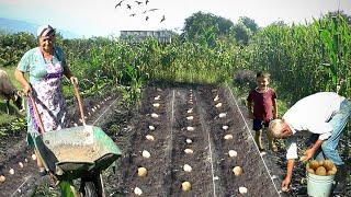 Grandma and Grandpa Grow Potatoes in the Mountain Village! DOCUMENTARY