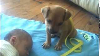 Sleepy Puppy falls asleep on baby