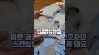 새끼강아지 빗질 교육 이렇게만 가르쳐보세요 #강아지훈련 #새끼강아지훈련 #새끼강아지교육