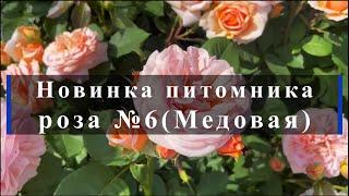 Новинка питомника роза № 6 (Медовая). Питомник растений Е. Иващенко