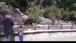 Pi*any człowiek bije się z niedźwiedziem w warszawskim zoo | man vs bear