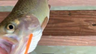 Rainbow Trout!! [[Catch Clean Cook]]!!