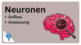 Die faszinierende Welt der Neuronen | Anatomie2Go