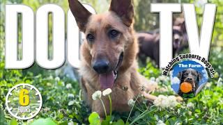 DogTV Relaxation Video for Dogs  Relaxing Music for Dogs  For Dogs to Sleep & Reduce Anxiety