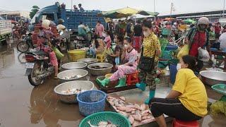 Morning Fish Market Scene @Prek Phnov Bridge - Amazing Big Site Contribute Fish & SeaFood