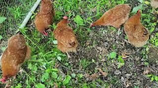 Happy Chickens in the Chicken  Tractor