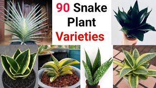 90 Amazing Snake Plant/Sansevieria Varieties || Pooja's Garden