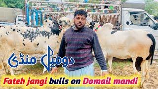 Domail mandi latest update Bakra eid Part 3 jamil tv