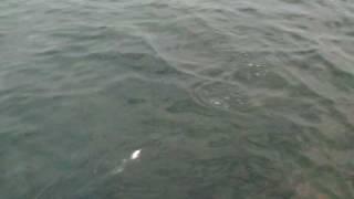 Big Kahuna from Hoosier Handmade Musky Baits