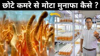 ऐसे होती है घर पर कीड़ा जड़ी मशरूम की खेती | Cordyceps Militaris | Cordyceps Mushroom Farming