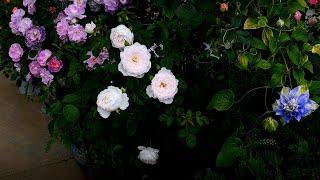 4/12/22, Rose Amazing Grace vs Desdemona, Front garden glance （‘奇异恩典’ 遇到 ‘黛丝德蒙娜’，前院部分春花）