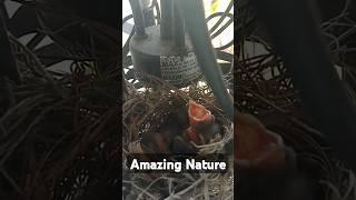 #amazing  #nature #birds #viralvideo #fypシ゚viral