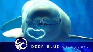 Why beluga whales are one of the smartest creatures in the ocean | Clever Creatures