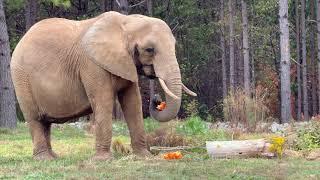 The Elephant Sanctuary | Edie and Nosey's Halloween