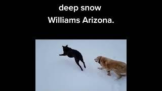 Dogs play in Deep Snow in Williams AZ