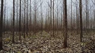 Teak plantation walkthrough