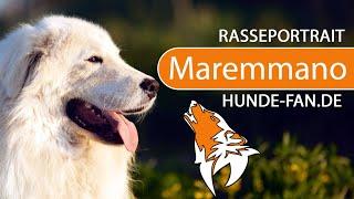 ► Maremmano [2023] breed, history, look, temperament, training, keeping & diseases