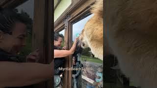 This Giant liger loves this bottle no bigger no smaller this one.