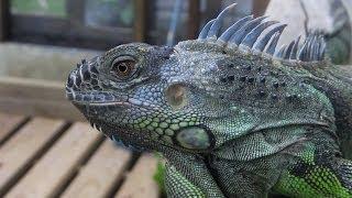 Up Close with a Green Iguana - Belize | Travel for Kids