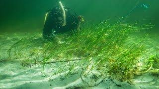 (1/4) INTRODUCTION (Video-guidline for eelgrass restoration in Sweden)