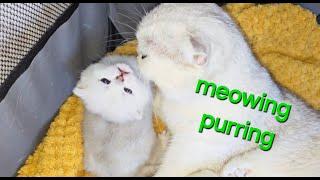 No music! Mom cat talks to her meowing kittens