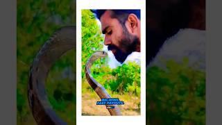 सांप को kiss करते हुऐ / snake kissing #viral