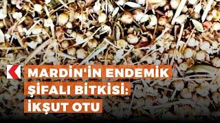 Mardin'in endemik şifalı bitkisi: İkşut otu