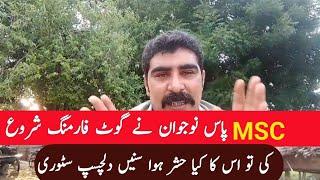 MSC pass karnay k bad goat farming interesting story | goat farming |