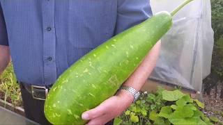 Bangla Kodu/Lau (Bottle Gourd) Harvest | allotment growing | shokher bagan | Bangladeshi vegetables