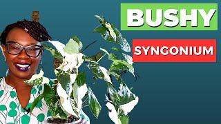 Make Your Syngonium (Arrowhead Plant) BUSHY Quickly!