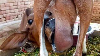 goat feeding the calf in new style 