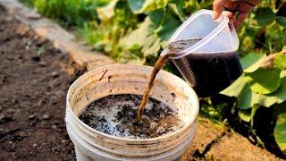 Enrich Your Soil for 1,000 YEARS with This ONE Ingredient (Activated Biochar)