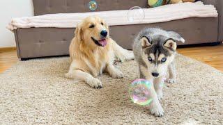 Husky Puppy Reacts to Soap Bubbles for the First Time [Golden Retriever is Shocked by This]