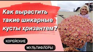 ХРИЗАНТЕМЫ. Наш многолетний опыт выращивания от А до Я