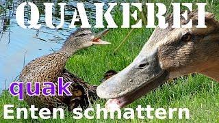 Enten quaken - QUAKEREI - Enten beim schnattern und quaken