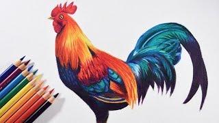 How to draw a colorful bird (Rooster) - Faber castell polychromos pencils.