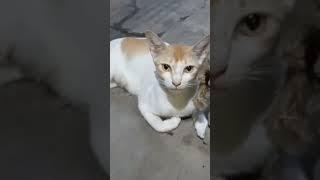 Dhoom: kartik baba#billi hal chal puch rahi hai//cat talking#shorts# viral shorts#