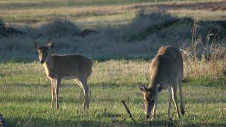 Deer overpopulation becoming headache for Little Rock residents