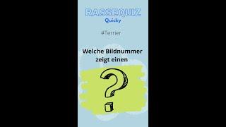 Rassequiz Quicky -  Terrier #shorts