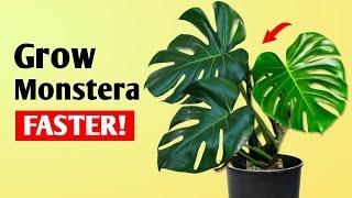 How To Get LARGER Monstera Deliciosa Plant at Home - Monstera Plant Care Tips