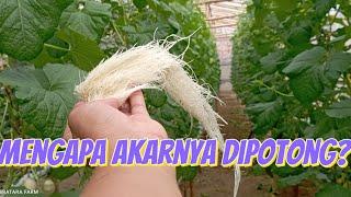 Potong akar melon pada hidroponik sistem NFT