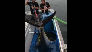 LSM GX Tender Lift Winch pulling massive tuna on Wicked Tuna’s Hard Merchandise 