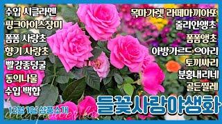 12월의 첫날 "들꽃사랑" 상품소개 #목마가렛라떼마끼아또 #폼폼앵초 #줄리안앵초 #폼폼사랑초 #수입시클라멘 #향기사랑초 #아방가르드으아리 #골든찔레 #분홍내리네 #핑크아이스장미