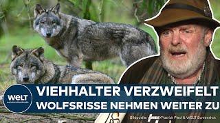 WOLF-PROBLEM IN DEUTSCHLAND: Viehhalter verzweifelt – Wölfe sollen wieder gejagt werden dürfen