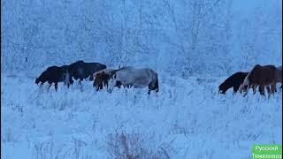 Из-за ошибки молодого конюха, гоним табун пешком.