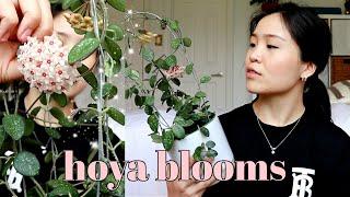 6 Tips and Tricks to get Hoya Flowers / Blooms